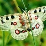 Der Apollofalter ist die Zielart der Weismainalb