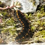 Die Raupe des Apollos frisst nur Weißen Mauerpfeffer