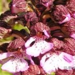 Das Purpur-Knabenkraut ist eine stattliche Orchidee unserer Gegend