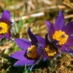 Die Kü(h)chenschelle ist der erste Farbtupfer der Wacholderheide